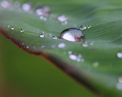 Free Images Nature Drop Dew Flower Petal Wet Summer Green