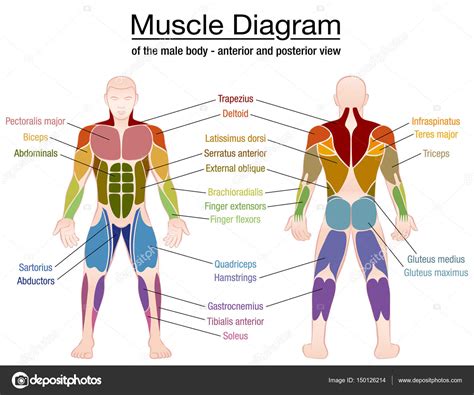 Muscles In The Body Diagram Human Musculoskeletal System Diagram