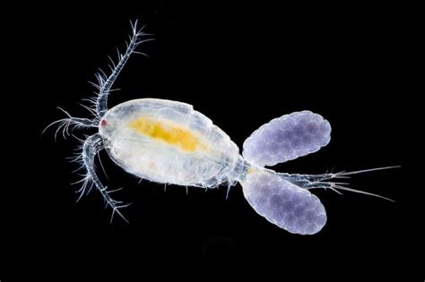 Copepod With Egg Sacks By Waldo Nell 500px Macro And Micro Sack