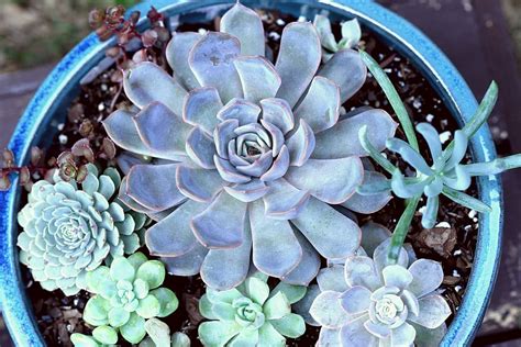 1366x768px Free Download Hd Wallpaper Succulent Succulents