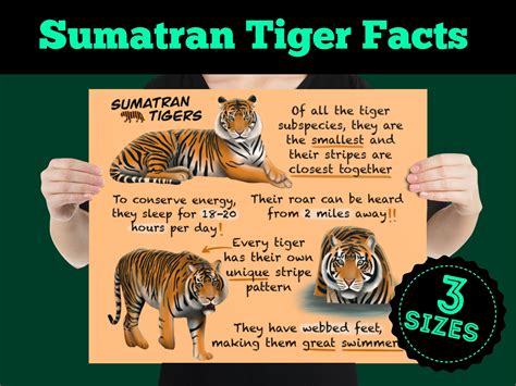 Sumatran Tigers Educational Poster Wildlife Fun Facts For Etsy