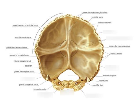 Internal View Occipital Bone Labeled Diagram Quizlet