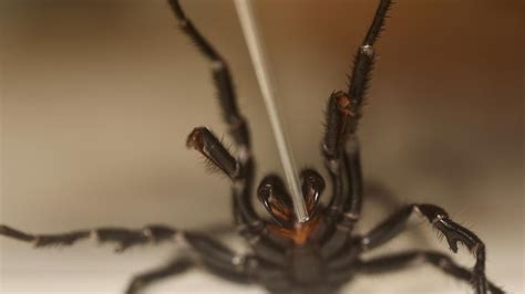 Australian Reptile Park Urges Public To Catch Funnel Web Spiders