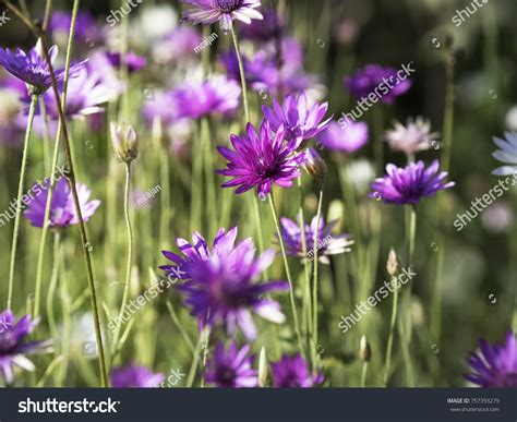 Everlasting Immortelle Purple White Flowers Xeranthemum Stock Photo