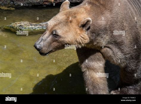Polar Grizzly Bear Hybrid Hi Res Stock Photography And Images Alamy