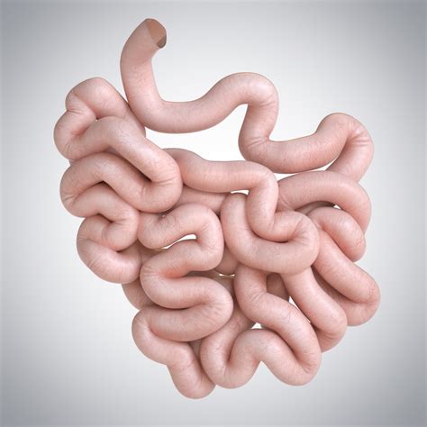 Human Small Intestine 3d Turbosquid 1176344