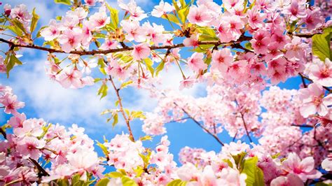 Spring Cherry Blossom Wallpapers Top Free Spring Cherry Blossom