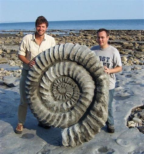 Giant Ammonite Fossil On The Jurassic Coast In Dorset Englan Extinct