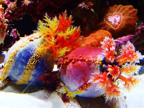 Beautiful Coral Reef Plants