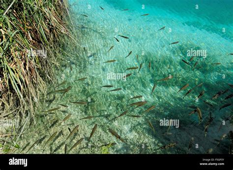Fish In The Clear Water Of Plitvice Lakes National Park Croatia Stock
