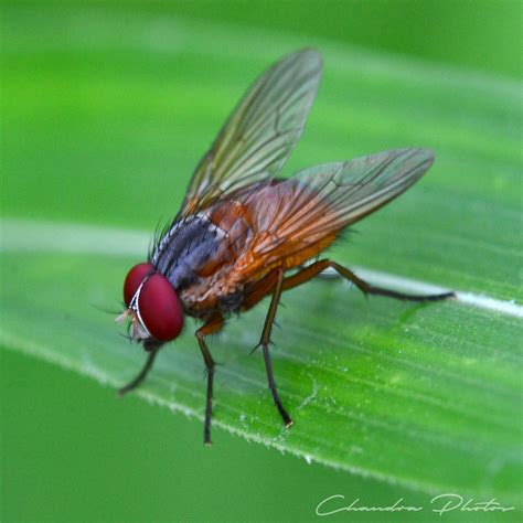 Housefly Free Stock Photo Fly Rests On Leaf Macro Photo Royalty