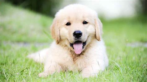 Select the dog availability tab above to view dogs ready. Golden Retriever Puppies For Sale Near Me | PETSIDI