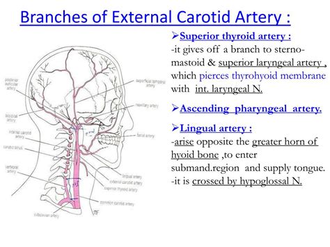 The internal carotid artery enters the cranial cavity via the inferior aperture of the carotid canal in the petrous part of the temporal bone without giving off any branches. PPT - Common Carotid Artery : PowerPoint Presentation ...