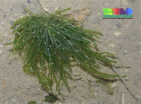 Enteromorpha Sp More About This Seaweed On The Wildfacts Flickr