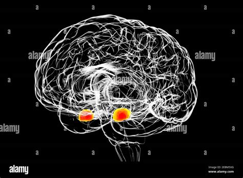 Amygdala Of The Brain Illustration Stock Photo Alamy
