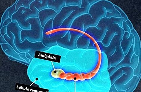 Amígdala Cerebral Estrutura E Funções Yes Therapy Helps