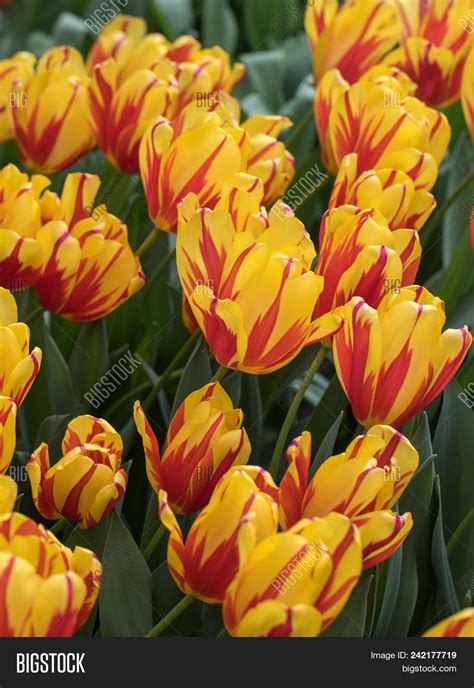 Yellow Orange Tulips Image And Photo Free Trial Bigstock