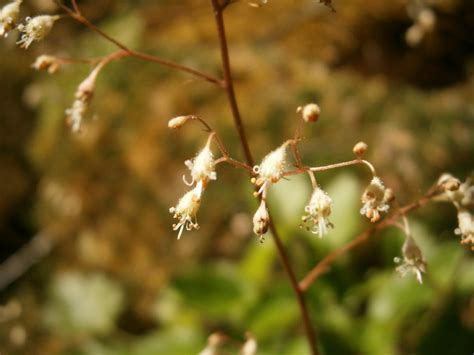 Small Flowered Alumroot Heuchera Micrantha Olympus Digita Flickr