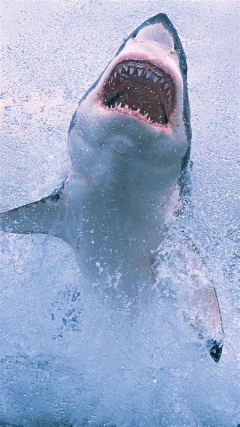 Shark Coming Out Of The Water Shark White Sharks Great White Shark