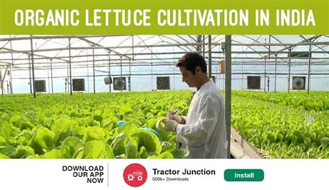 Tips For Growing Lettuce How To Planting Harvesting Lettuce