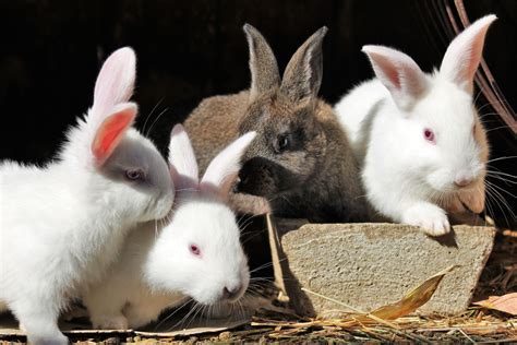 5 Fun Rabbit Facts — Woofpurnay Veterinary Hospital Professional