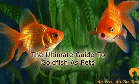 Goldfish Facts For Kids The Edvocate