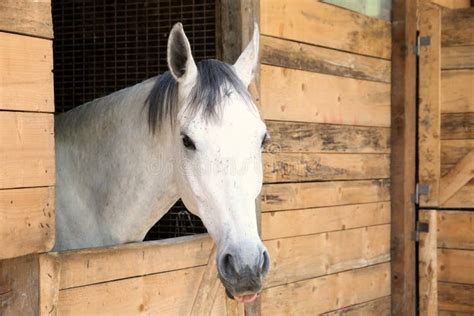 White Horse In The Stable Box Stock Photo Image Of White Jockey