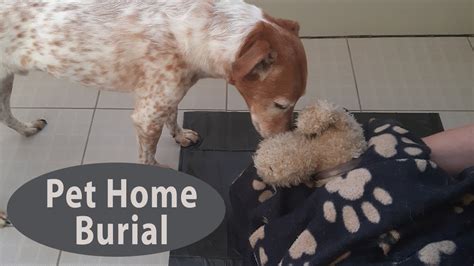 How To Bury Your Dog At Home Is Dog Home Burial Legal And How To Do