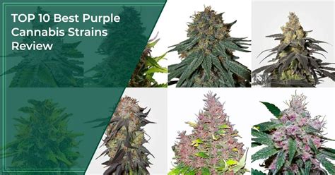 Top 20 Best Purple Cannabis Strains 2023 Dont Miss