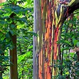 Eucalyptus deglupta - Rainbow Eucalyptus – Smart Seeds Emporium