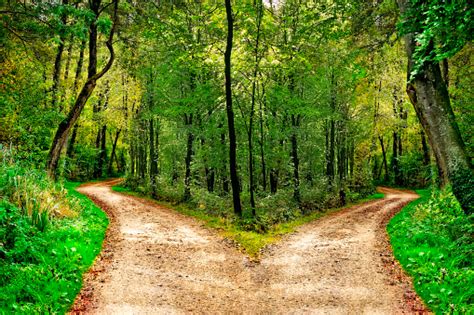 Forest With Paths In Two Directions Stock Photo Download Image Now