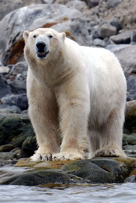 Photo Polar Bear