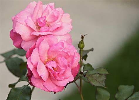 1000 Free Wild Rose And Nature Images Pixabay