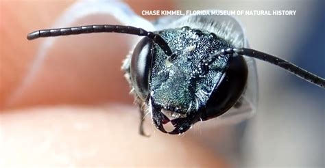 Rare Blue Bee Has Been Rediscovered In Florida High Rise Honey