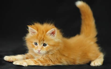 Ginger Kitten Wallpapers And Images Wallpapers Pictures Photos