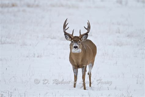 Whitetail Deer Wyomng Buck In Snow Yellowstone Nature Photography By