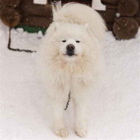 Premium Photo Fluffy White Dog In The Snow