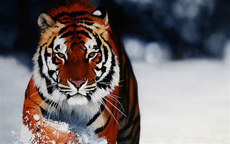 Snow Tiger Wallpaper 63 Images