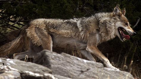 Battle Over Mexican Wolf Highlights Hispanic Ranchers Woes