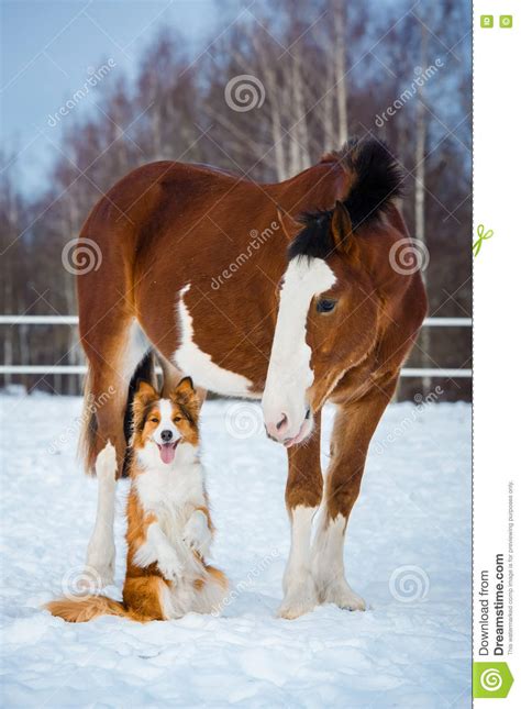 Draft Horse And Red Border Collie Dog Stock Photo Image Of Shire