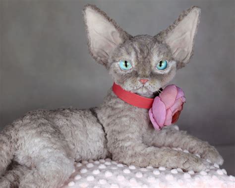 Realistic Plush Cat Replica Animal Soft Sculpture Devon Rex Etsy