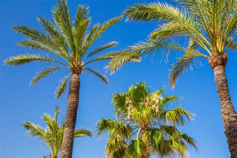 Palm Trees And Blue Sky Free Stock Photo Public Domain