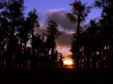 Sunset In Forest Landscape Best Wallpapers Hd Desktop And Mobile