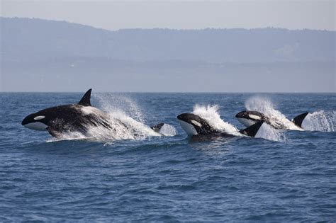Marine Mammals Recognize The Sound Of Killer Whales On The Hunt