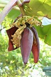 Musa × paradisiaca L. | Plants of the World Online | Kew Science