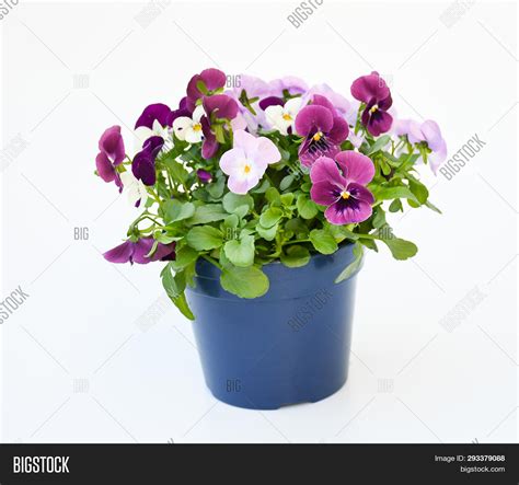 Beautiful Pansy Viola Image And Photo Free Trial Bigstock