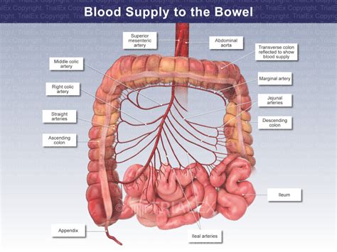 Blood Supply To The Bowel Trial Exhibits Inc