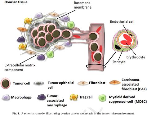 Figure 1 From Tumor Microenvironment The Culprit For Ovarian Cancer
