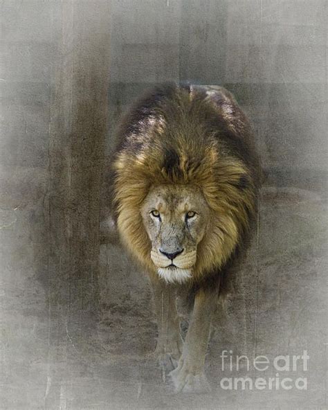 King Of The Jungle Houston Zoo Wildlife Photography Sale Artwork