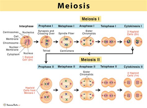 Stages Of Meiosis The Process Of Meiosis